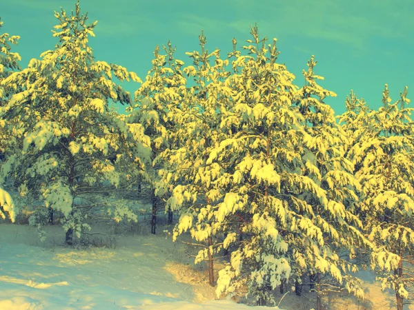 Pines snow covered — Stock Photo, Image