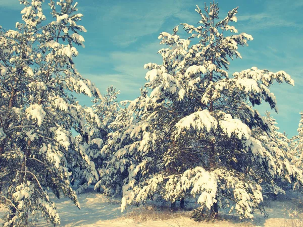 Borovice sněhem — Stock fotografie
