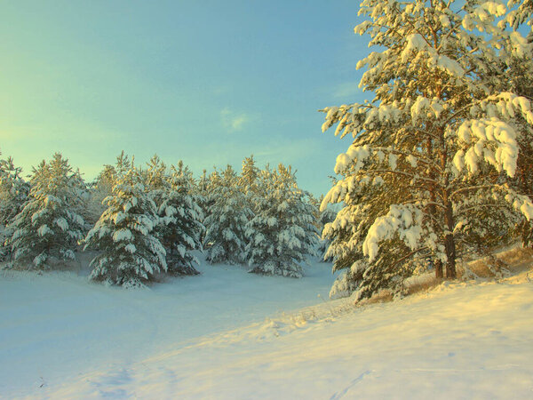 Pines snow covered