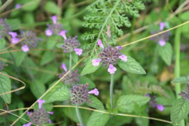 Blossom kır çiçekleri