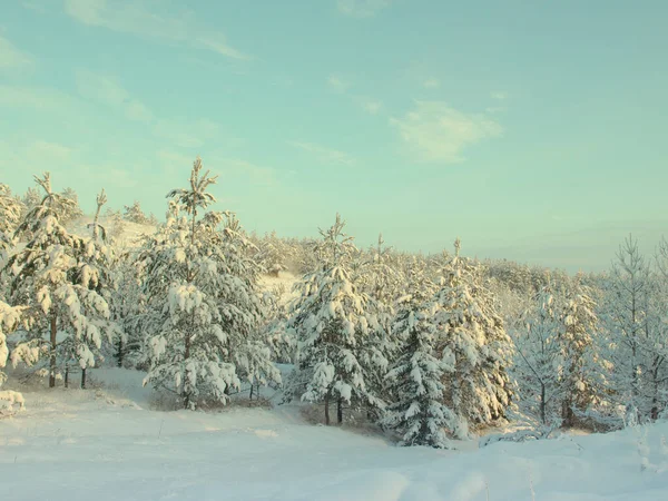 松树被雪覆盖 — 图库照片