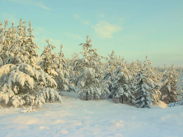 Pines salju tertutup — Stok Foto