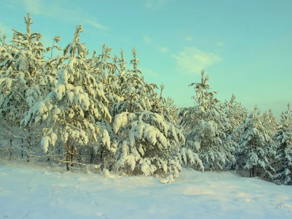 松树被雪覆盖 — 图库照片