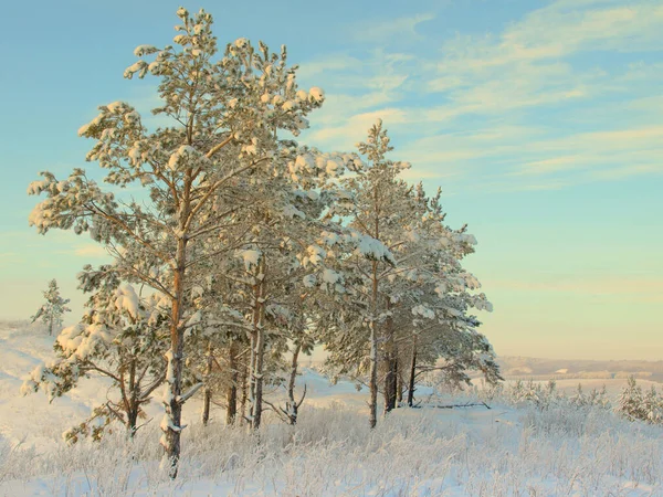 Сосны покрыты снегом — стоковое фото