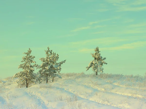 Pinos cubiertos de nieve —  Fotos de Stock