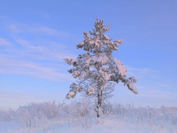 Pines karla kaplı — Stok fotoğraf