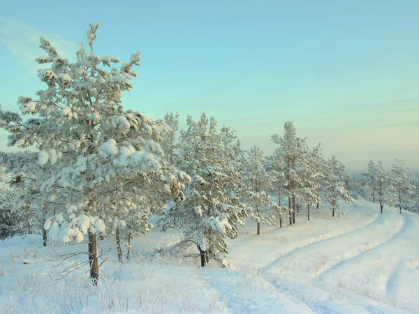 Pinos cubiertos de nieve — Foto de Stock