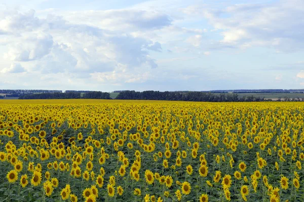 Sunflowers field — Stock Photo, Image