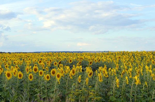 Champ de tournesols — Photo