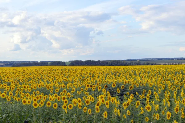 Zonnebloemen veld — Stockfoto