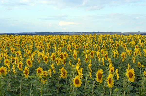 Campo de girassóis — Fotografia de Stock