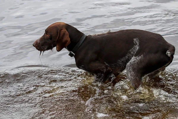 Brovn hunter dog drinking water in river.