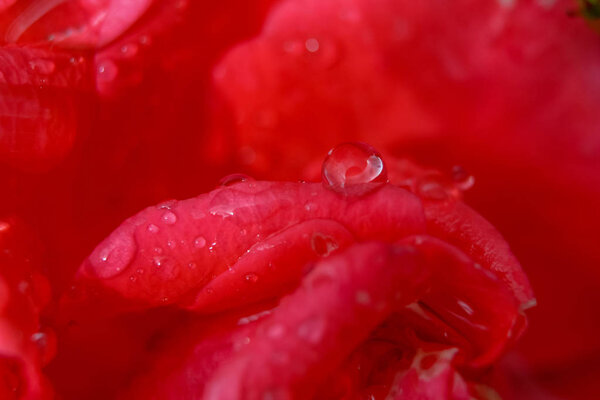 Red rose closeup with water drops.