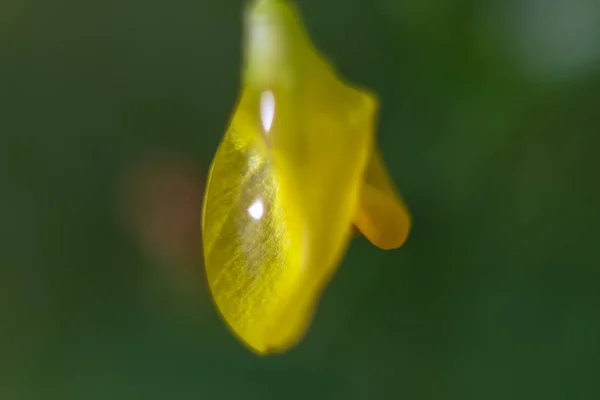 Flor Amarilla Primer Plano Con Gotas Agua —  Fotos de Stock