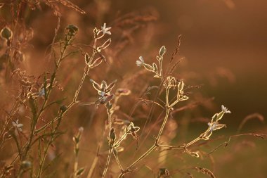 Gün batımında tarla, çayırda gün batımı. Güneş ışığı arka planında çimenler. Yaz, sonbahar, sonbahar manzarası. Letonya 'da yaz, sonbahar güneşi sahnesi. Arkaplan.