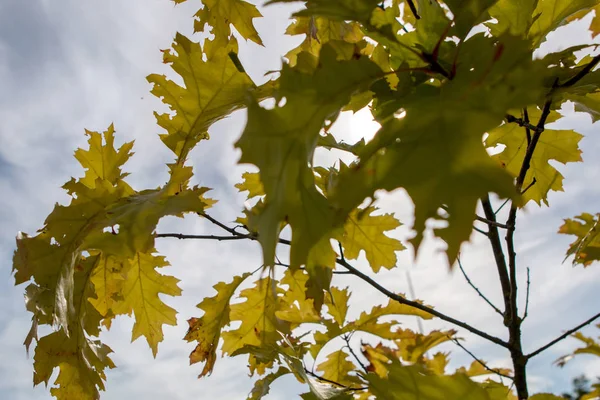 Hojas Arce Otoño Sigulda Letonia Manzano Tiene Hojas Lobuladas Colorido — Foto de Stock