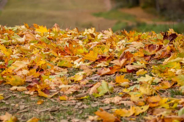 Autumn Maple Leaves Sigulda Latvia Mapple Tree Has Lobed Leaves — Stock Photo, Image