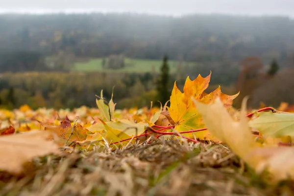 Bordo Outono Parte Sigulda Letônia Mapple Árvore Tem Lobed Folhas Fotos De Bancos De Imagens