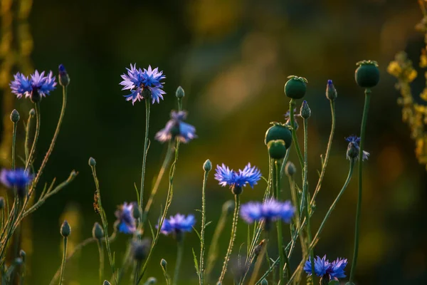 Cornflowers Amapolas Una Hierba Verde Flores Florecientes Prado Con Acianos —  Fotos de Stock