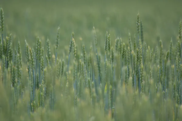 ラトビアの穀物のフィールドを閉じると作成の背景 穀物食品 トウモロコシやライ麦の使用 — ストック写真