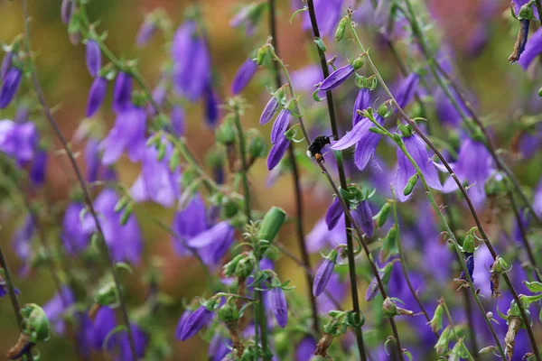 青い花 花が咲く 緑の草の紫の花 草原地方の花 野生の花 自然の花 フィールド上の花 花は通常 Bri に囲まれている生殖器官から成る植物の種子部分です — ストック写真