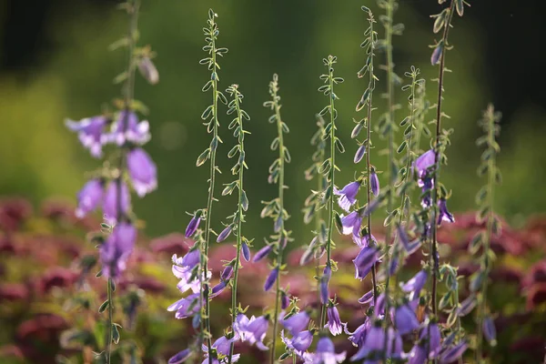 青い花 花が咲く 緑の草の紫の花 草原地方の花 野生の花 自然の花 フィールド上の花 花は通常 Bri に囲まれている生殖器官から成る植物の種子部分です — ストック写真