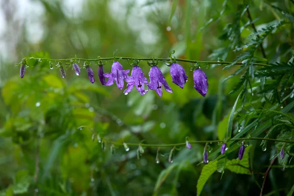 Flores Azules Después Lluvia Flores Florecientes Flores Violetas Sobre Una —  Fotos de Stock