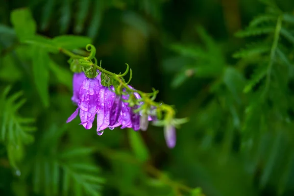 Flores Azuis Depois Chuva Flores Floridas Flores Violetas Uma Grama — Fotografia de Stock