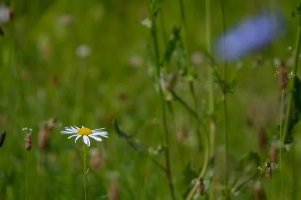 Daisy flowers. Blooming flowers. Daisy flower on a green grass. Meadow with flowers. Wild flowers. Nature flower. One daisy flower on field. Daisy is small grassland plant which has flowers with yellow disc and white rays