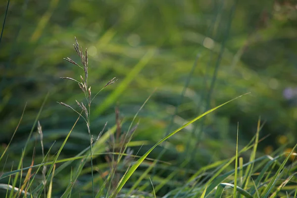 绿色领域的特写镜头 在绿草上弯曲 草甸与弯曲 拉脱维亚的自然草地 弯曲在领域的背景 — 图库照片