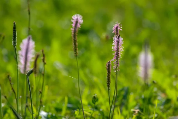 ピンクの花 花が咲く 緑の草の紫の花 草原地方の花 野生の花 フィールドの自然花 — ストック写真