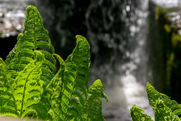 Fern leaf. Fern leaves foliage in the forest. Background of ferns.