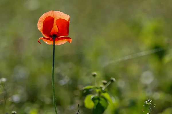 Horní Pohled Jeden Červený Mák Květiny Pozadí Zelené Louky — Stock fotografie