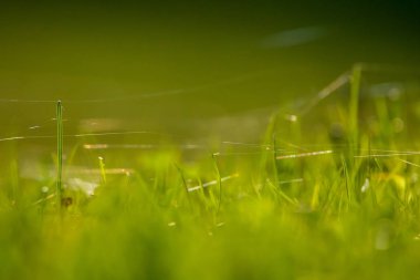 Yeşil alana yakın bir yerde. Yeşil çimlerin üzerinde örümcek ağı. Örümcek ağlı çayır. Yabani ot. Letonya 'daki doğa çayırı. Yeşil alanın soyut arkaplanı.