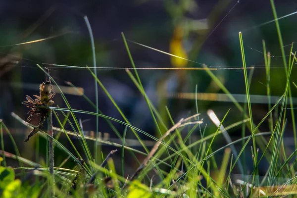 草用蜘蛛网 河畔的草丛 绿草做的衣服 蜘蛛网在绿草上 Meadow用蜘蛛网 拉脱维亚河流附近的天然草丛 绿草与河流的背景摘要 — 图库照片
