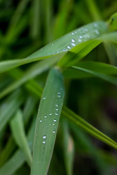 Primer Plano Hierba Fresca Gruesa Con Gotas Agua Después Lluvia —  Fotos de Stock