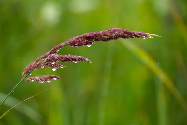 雨后用水滴把新鲜的浓密的草地包起来 在拉脱维亚 露珠落在绿草上 雨滴在弯曲的地方 湿草地的背景 — 图库照片