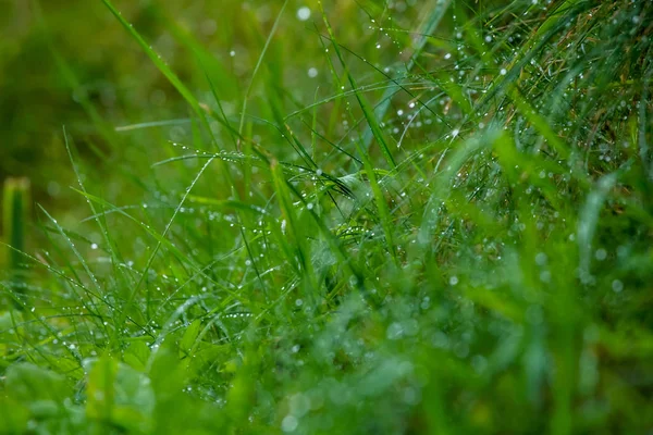 雨后用水滴把新鲜的浓密的草地包起来 在拉脱维亚 露珠落在绿草上 湿草地的背景 — 图库照片