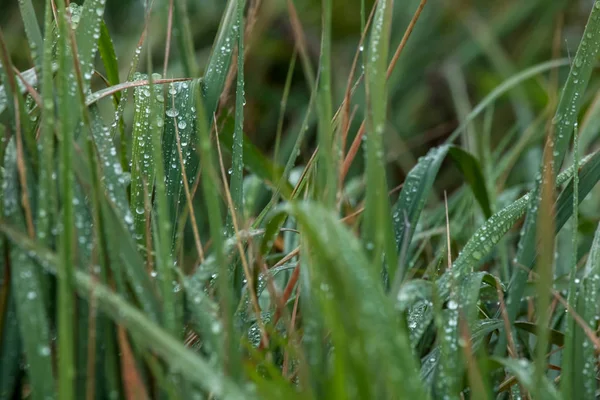 雨の後に水を滴で新鮮な厚草の閉じます ラトビアの緑の草の上に露が落ちる 湿った草の背景 — ストック写真