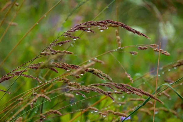 雨后用水滴把新鲜的浓密的草地包起来 在拉脱维亚 露珠落在绿草上 雨后被甩了湿草地的背景 — 图库照片