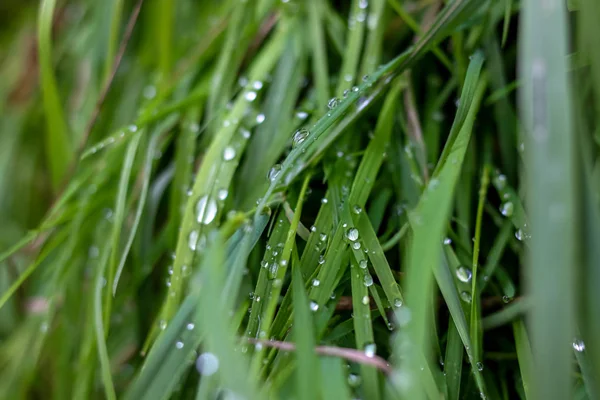 雨后用水滴把新鲜的浓密的草地包起来 在拉脱维亚 露珠落在绿草上 湿草地的背景 — 图库照片