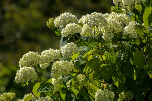 開花低木 白い花で低木 緑のフィールドに白い開花ブッシュ ブッシュの閉鎖 夏の日 ラトビアで白い花を咲かせる低木 — ストック写真