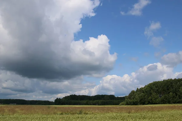 Paesaggio Estivo Con Campo Cereali Legno Cielo Azzurro Nuvoloso Classico — Foto Stock