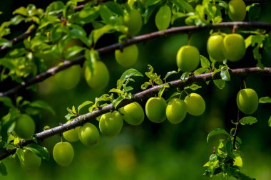 Ağaç dalında yeşil erikler. Ağaçta olgunlaşmamış erikler. Bahçede yeşil arka planda yeşil erikler. Letonya 'da yaz meyveleri.