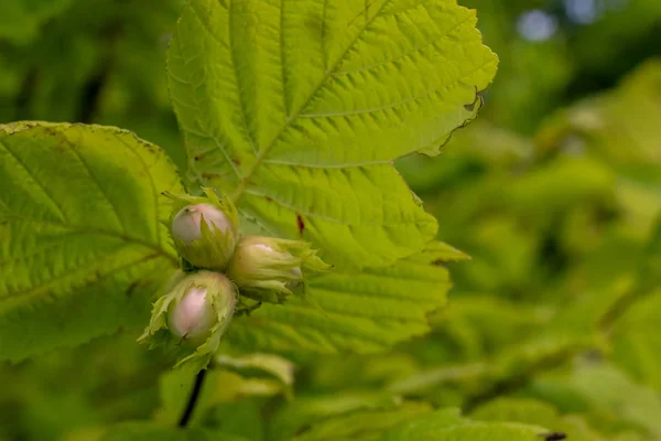 Nocciole Ramo Albero Nocciole Acide Sull Albero Nocciole Giardino Frutti — Foto Stock