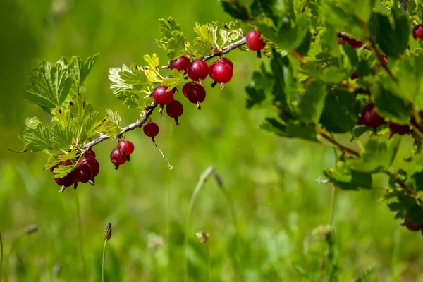 Gooseberries Bush Branch Gooseberries Bush Gooseberries Garden Summer Berries Latvia — Stock Photo, Image