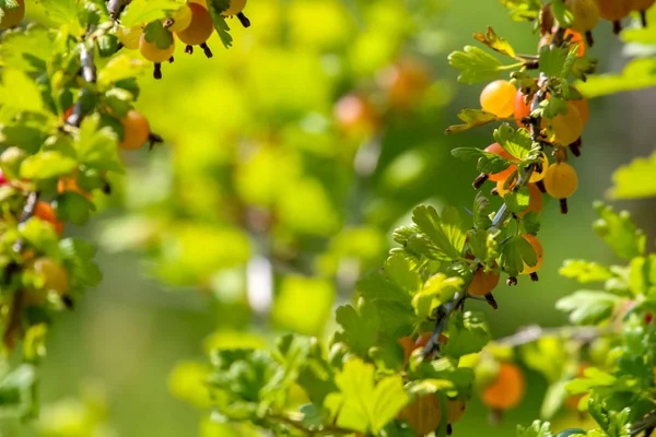 Grosellas Rama Arbustiva Grosellas Los Arbustos Grosellas Jardín Bayas Verano — Foto de Stock