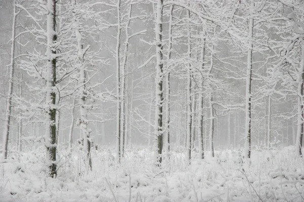 Hermoso Paisaje Del Bosque Frío Día Invierno Con Árboles Cubiertos — Foto de Stock