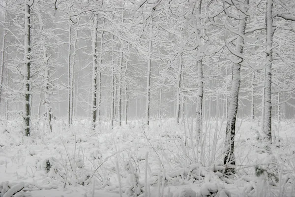 Hermoso Paisaje Del Bosque Frío Día Invierno Con Árboles Cubiertos — Foto de Stock