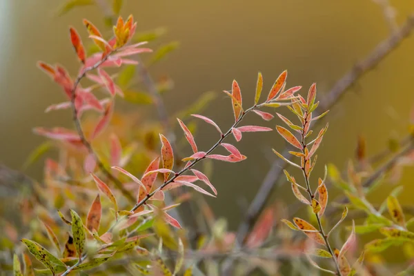 Φθινοπωρινό Φόντο Κλαδιά Θάμνου Μπους Κόκκινα Και Πράσινα Φύλλα Στη — Φωτογραφία Αρχείου
